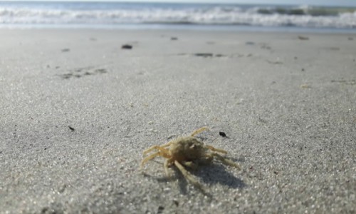 Zdjecie USA / South Carolina / Myrtle Beach / Beach life.