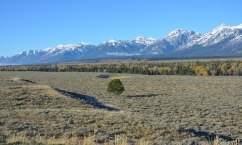Zdjcie USA / Wyoming / PN Grand Teton / samotne...