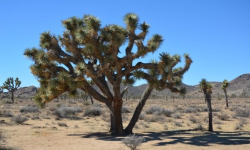 Zdjęcie USA / Kalifornia / Joshua Tree National Park / jukka krótkolistna