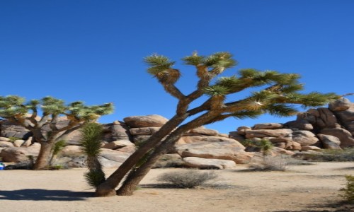 Zdjęcie USA / Kalifornia / Joshua Tree National Park /  drzewa Jozuego