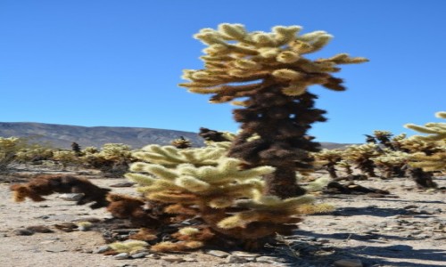 Zdjęcie USA / Kalifornia / Joshua Tree National Park / kaktusy cholla