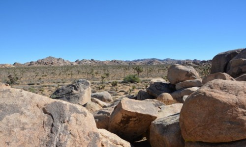 Zdjęcie USA / Kalifornia / Joshua Tree National Park / Park Narodowy Joshua Tree