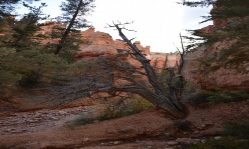 Zdjęcie USA / Utah / Bryce Canyon National Park / na szlaku Navajo Loop