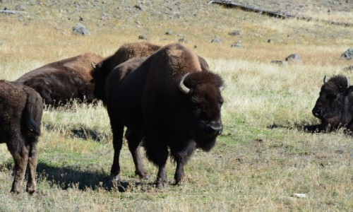 Zdjcie USA / Wyoming / Park Narodowy Yellowstone / bliskie spotkanie