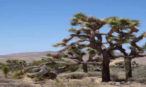 Zdjecie USA / Kalifornia / Joshua Tree NP / Drzewko Jozuego