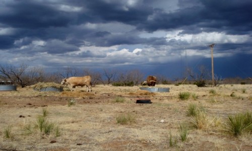Zdjcie USA / TEKSAS / KANION PALO DURO / PRZED BURZ