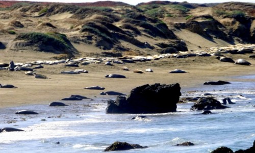 Zdjęcie USA / CALIFORNIA / PACYFIK 1 / KROWY MORSKIE