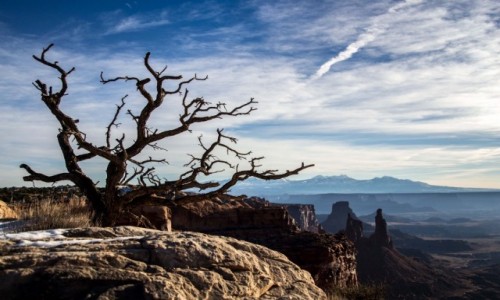 Zdjecie USA / Utah / Canyonlands / Drzewo nad kanionem