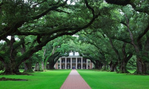 Zdjecie USA / Louissiana / Okolice New Orleans / Oak Plantation