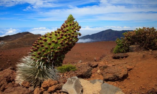 Zdjcie USA / Maui / Manua Kea / Silversword