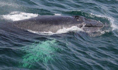 Zdjecie USA / Boston / Stellwagen Bank National Marine Sanctuary / Humbak w caej (prawie) okazaoci