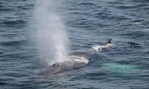 Zdjecie USA / Boston / Stellwagen Bank National Marine Sanctuary / Wielorybi oddech