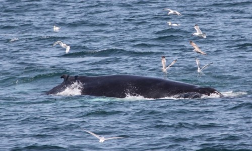 Zdjęcie USA / Boston / Stellwagen Bank National Marine Sanctuary / Humbak z towarzystwem