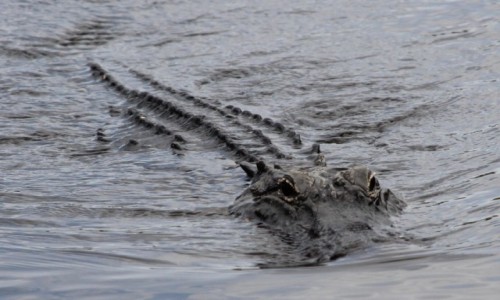 Zdjecie USA / Floryda / Everglades / W oczekiwaniu na zdobycz