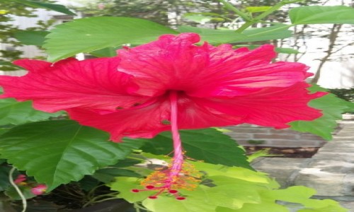 Zdjecie USA / Texas / San Antonio / Botanical Garden