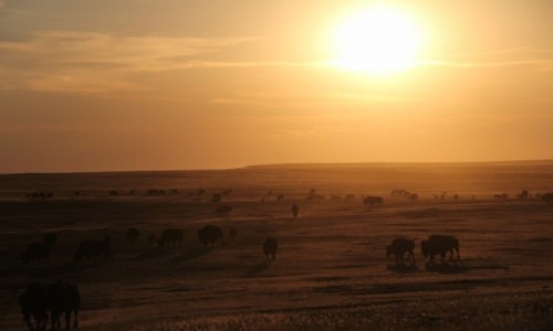 Zdjęcie USA / South Dacota / Badlands National Park / Bizony South Dacoty