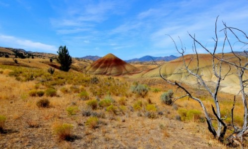 Zdjecie USA / Oregon / Painted Hills / Babka piaskowa