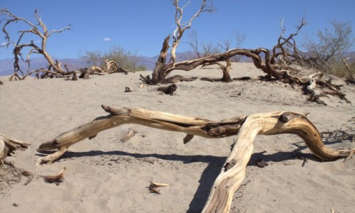 Zdjecie USA / Death Valley / Mesquite Flat Sand Dunes / Pustynia