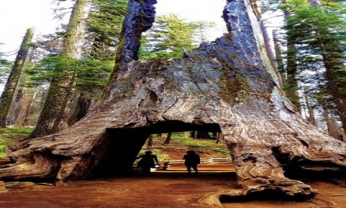 Zdjcie USA / Yosemite National Park / Tuolumne Grove Trailhead / Martwy olbrzym