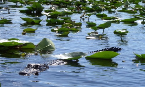 Zdjęcie USA / Floryda / Park Everglades (UNESCO) / aligator wśród nenufarów