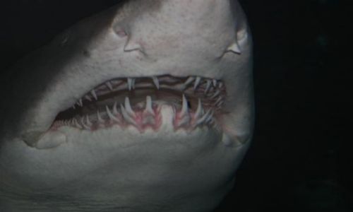 Zdjecie USA / Południowa Karolina / Myrtle Beach Aquarium / w paszczy rekina