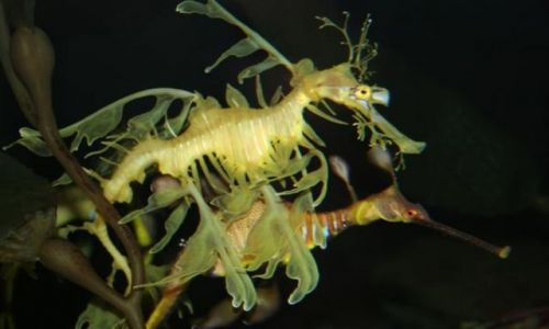 Zdjecie USA / Południowa Karolina / Myrtle Beach Aquarium / Sea Dragons