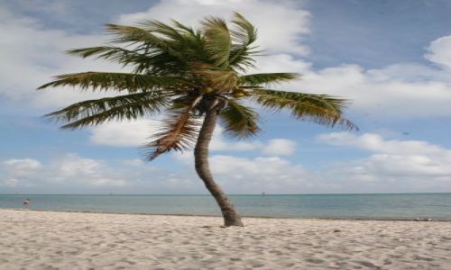 Zdjęcie USA / Floryda / Key west / Palma na plaży