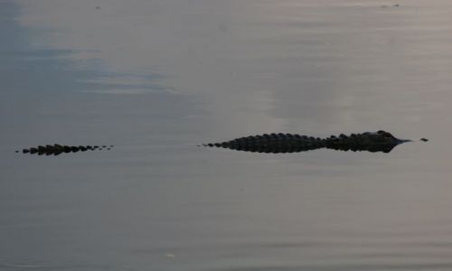 Zdjecie USA / Floryda / Everglades National Park / aligator
