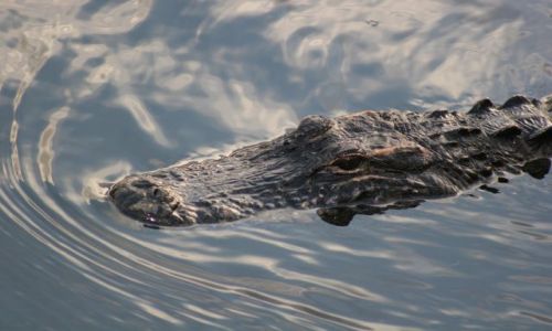Zdjcie USA / Floryda / Everglades National Park / aligator