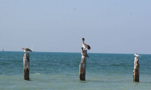 Zdjecie USA / Key West / Floryda / ptasia siesta