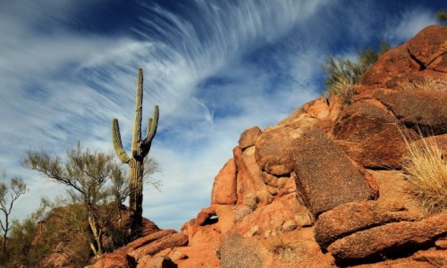 Zdjęcie USA / Arizona / Camelback Mountain / pierzaste...