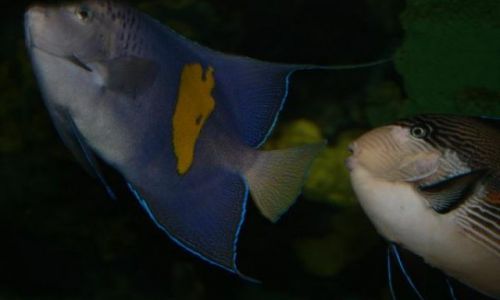 Zdjęcie USA / Południowa Karolina / Myrtle Beach Aquarium / Ryby