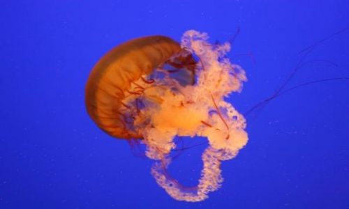 Zdjecie USA / Poudniowa Karolina / Myrtle Beach Aquarium / cuda podwodnego swiata