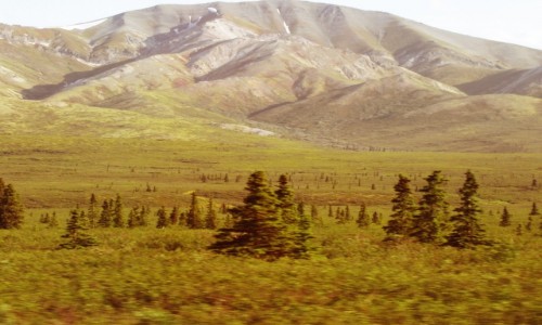 Zdjecie USA / Alaska / Alaska / Denali