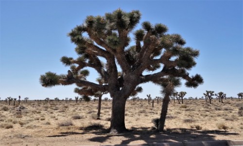 Zdjecie USA / Kalifornia / Joshua Tree NP / Drzewko z histori...