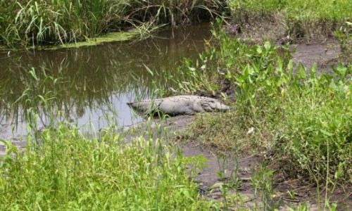 Zdjęcie USA / Południowa Karolina / Brookgreen Garden / aligator-siesta