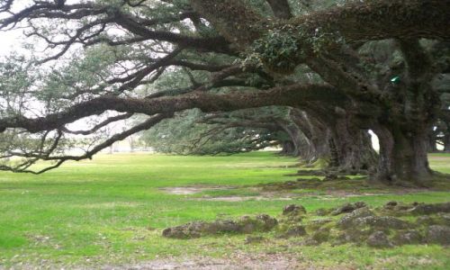 Zdjęcie USA / brak / Luizjana / deby w Oak Alley Plantation