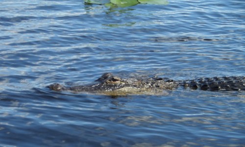 Zdj�cie USA / Floryda / Everglades (UNESCO) / Aligator z USA