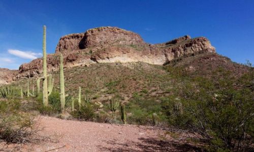 Zdjecie USA / brak / Arizona / pustynia Sonora