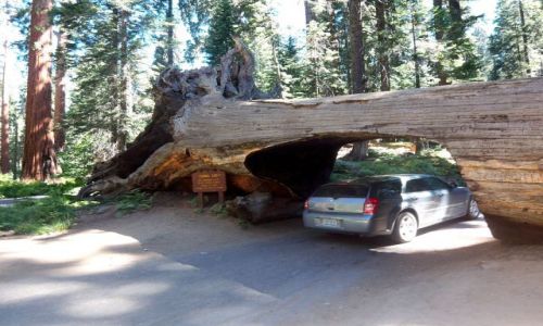 Zdj�cie USA / brak / Kalifornia / Sekwoja na drodze