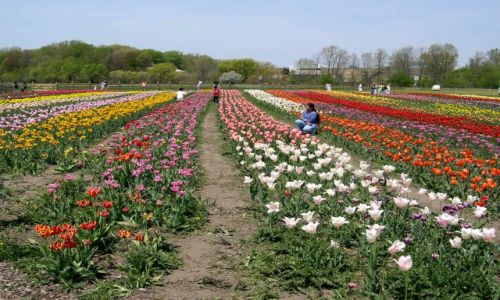 Zdjęcie USA / brak / Michigan / pole tulipanow w holenderskim skansenie