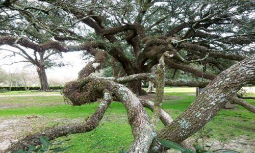 Zdjęcie USA / brak / Luizjana / dab na plantacji Oak Alley