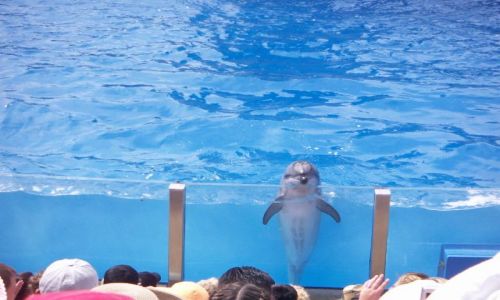 Zdjęcie USA / California / Delfinarium / san diego