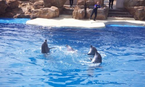 Zdjecie USA / California / San Diego Delfinarium / San Diego