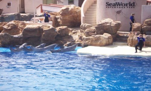 Zdjęcie USA / california / delfinarium / San Diego