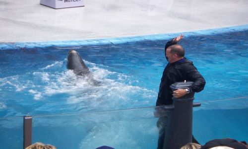 Zdjęcie USA / brak / SAN DIEGO  DELFINARIUM / SAN DIEGO