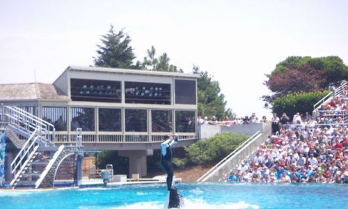 Zdjęcie USA / brak / SAN DIEGO  DELFINARIUM / SAN DIEGO