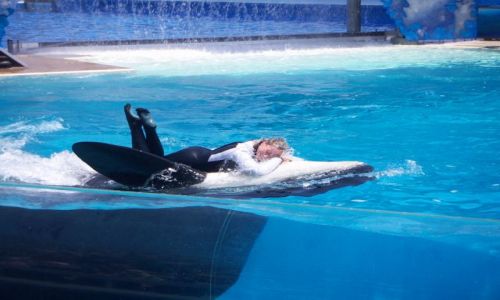 Zdjęcie USA / brak / SAN DIEGO  DELFINARIUM / SAN DIEGO