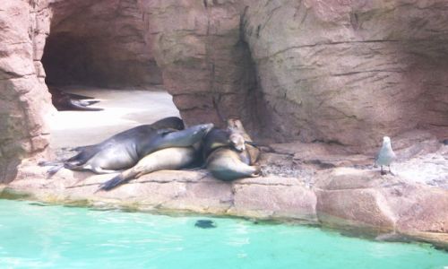 Zdjecie USA / brak / delfinarium / SAN DIEGO