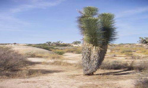 Zdjęcie USA /  Zachodnie wybrzeże USA / PARK NARODOWY JOSHUA TREE / Parki Narodowe USA